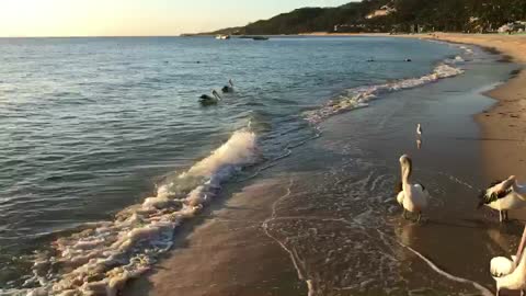 Beach seabird sunset