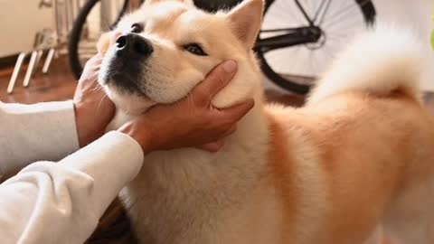 Petting dog with your fingers, cute dogs