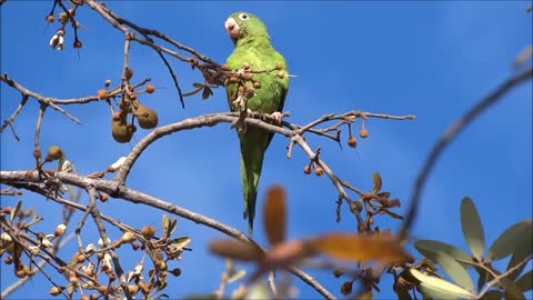 parrot on a tree