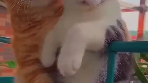 Funny Cat Video