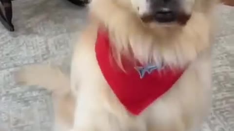 Dog Training video 🦮, Funny dog video , Dog love