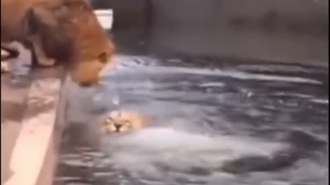 Distracted Lion falls into water