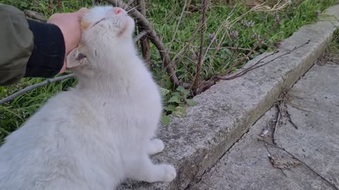 Male cat forces his way into the female cat's affections.