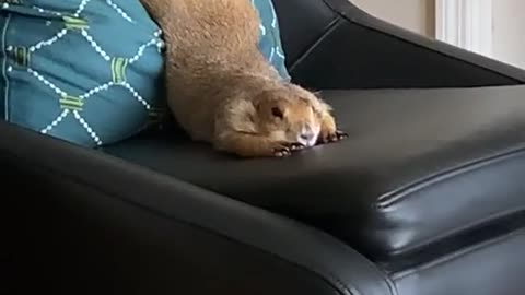 Prairie Dog Uses Pillow to Stretch
