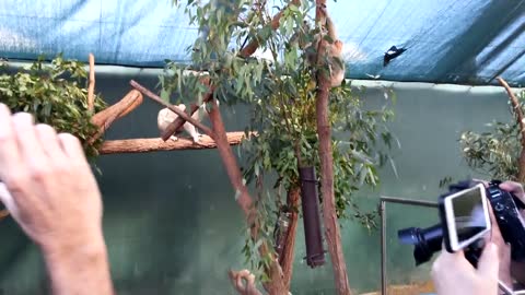 Cute & Cuddly Koala Fight at Sydney Wildlife Encounter