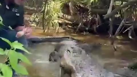 Nice and wild crocodile