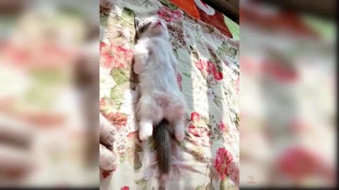 Baby Cats - Cute And Funny Cat Videos Compilation #MJ4FUN