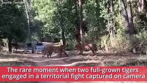 Watch: 2 full-grown Tigers engage in territorial fight