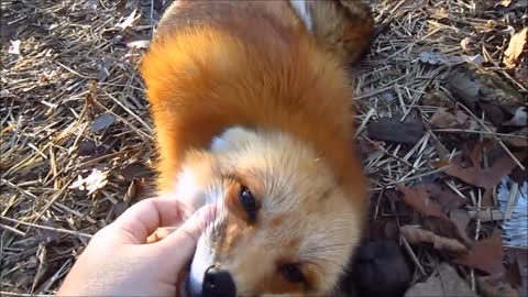 Adorable Baby Fox Pups Playing - CUTEST Compilation