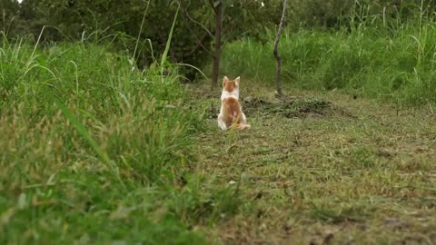 Orange cat watching us pick grapes