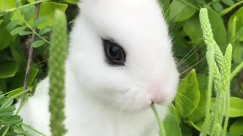 The little white rabbit likes to eat radish and vegetables