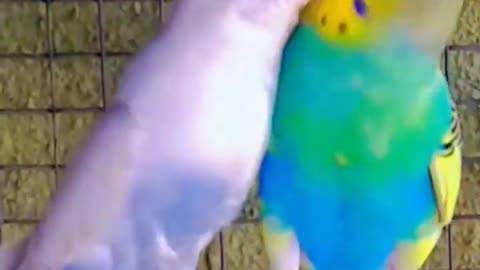 one kiss 💋#shorts#baby #trending#viralvideo #lovebird#bird #parakeet#parrot #budig