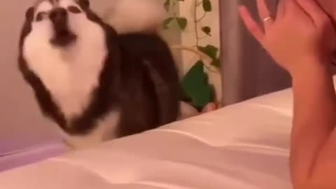 That wasn't funny, I am get bored , funny husky video, cat, dog