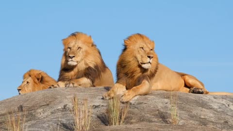 3 Wild Lion Animals