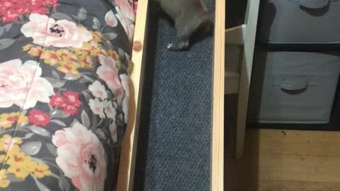 Adorable Puppy has her Own Bed Ramp