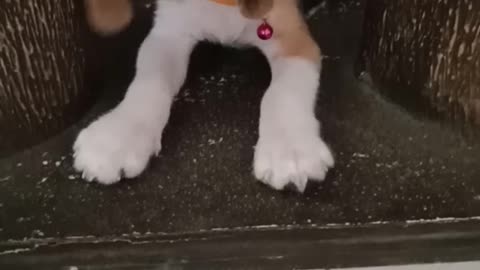 Beagle puppy barking for the first time 🐶