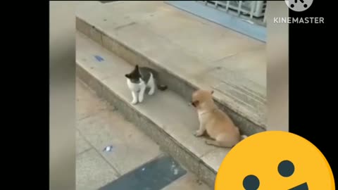 dog &cat fighting