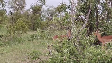 Impala Rams Fighting Animal Videos