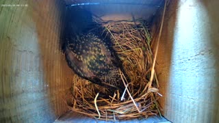 The starling lays its eggs.