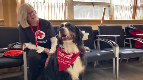 127th wing provides therapy dogs Selfridges angb,mi,