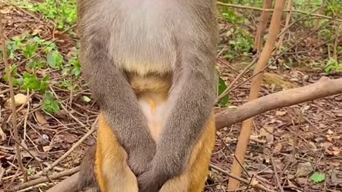 Funny videos of cute monkey 🐒🐵