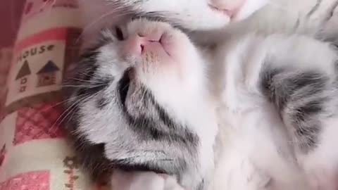 Adorable cat video ☺️