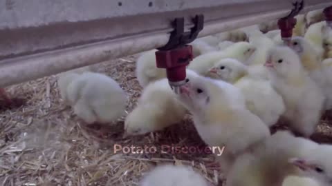 Full Process Of Modern High-Tech Chicks Hatchery - Poultry Hatchery Technology - Farming