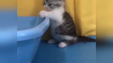 Super Cute Cat baby Meowing