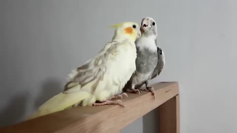 Budgies and Cockatiel Birds Playing and Feeding