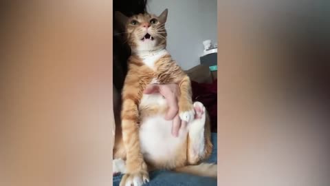 Funny cat’s video