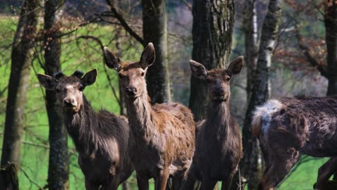 Deers In Forest