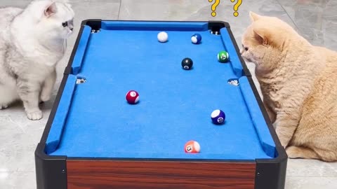 Who wins?😹|Funny Cats Playing Billiards|Wait For End😹🤣