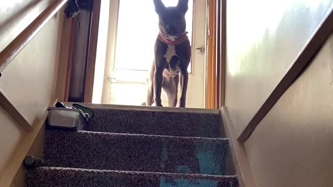 One dog waiting upstairs