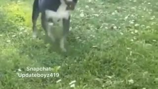 The best animal dancer