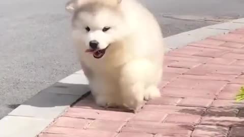 World big dog 🐕 viral video