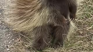 Porcupine Scratches an Itch