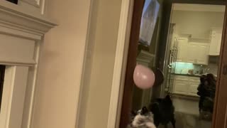 Australian Shepherd Loves Playing with Balloon