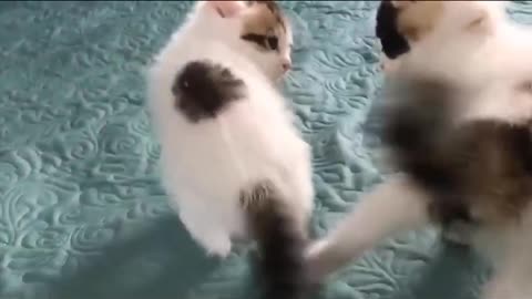 Mom Cat playing and talking to her Cute Meowing baby Kittens❤💚