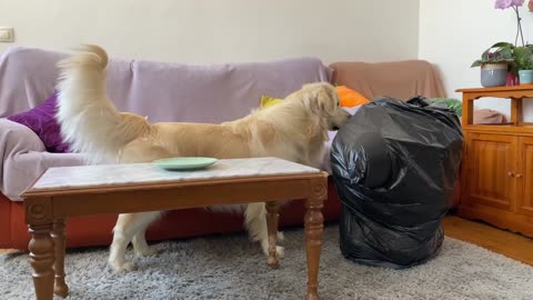 Hiding from a Golden Retriever in a Trash Bag