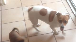 Jack Russell can't wait to see grandparents