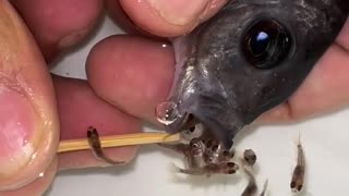 Fish giving birth