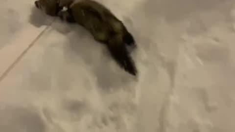 Let it snow. This ferret don’t care 😂