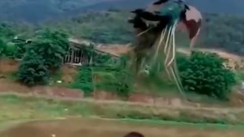 Flying -Peacock