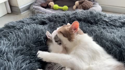 Mom Cat Plays with Her Son Tiny Kitten