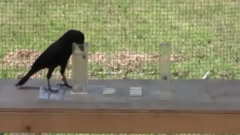 Causal understanding of water displacement by a crow...