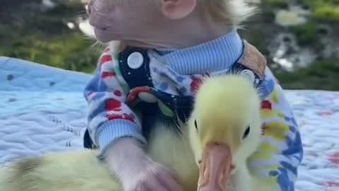 Funny video of animal / baby monkey playing with baby duck