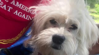 Patriot Loulou news 🗞️ MAGA, loulou went to pet superstore and ran into Big Mike, killery etc