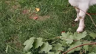 Flock it Farm oddly satisfying goat eating maple leaves