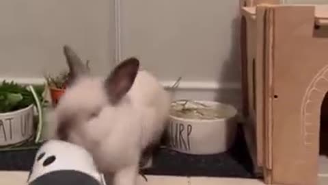 Lovely rabbit's daily life