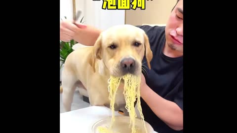 Funny Dog Compilation l Dog Eating Food